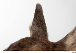 Deer doe ear 0005.jpg